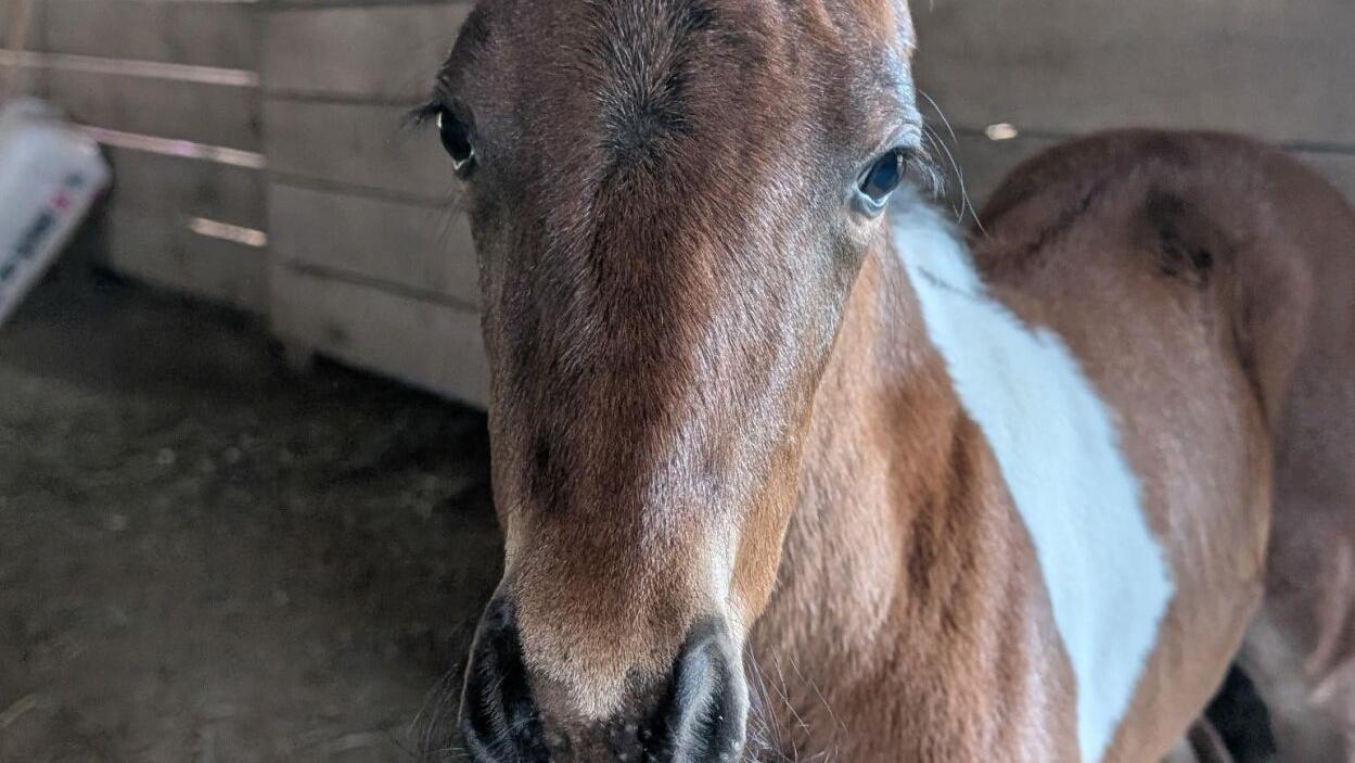 One more Chincoteague foal in 2025